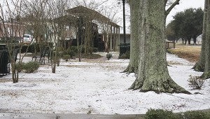 UNUSUAL SIGHT: Sleet, with a mixture of snow, gathered under these oak trees at the Shay Engine Park on U.S. Highway 11. Such sights are rare here in the Deep South and while pretty, often mean trouble on our roads, streets and highways. Photo by Will Sullivan 