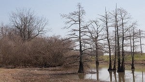 Photo courtesy of www.SoutheasternFlora.com BALD CYPRESS—The cone-shaped, sculptural forms of bald cypress trees in the winter landscape make them easy to identify