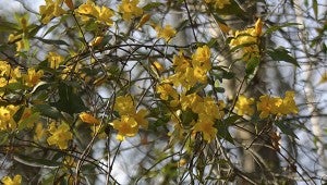 Strands of gold: Have you been noticing strands of gold blossoms climbing up roadside trees and rambling over hedgerows?  This is native Carolina jessamine vine. Photo by Pat Drackett