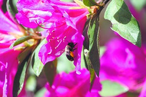 Honey bees, such as the one pictured, are natural pollinators of not just pretty flowers, but also perform an important function of pollinating food crops. Bees are under attack from many dangers, including colony collapse disorder,  Varrora Mites and small hive beetles. 