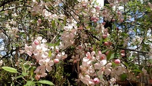 NATURE’S BEAUTY: Southern crabapple’s pale pink blossoms at the Arboretum’s exit gate are a popular subject for photographers. Photo by Patricia Drackett