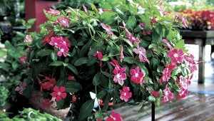 HOT ROSE:  Vinca Mediterranean Hot Rose has a low-growing, spreading growth habit that makes it ideal for hanging baskets or a colorful ground cover. Photo by MSU Extension Service/Gary Bachman