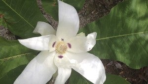 A TIME TO BLOOM: Ashe’s magnolia blooms near the Arboretum’s Arrival Journey bridge. Photo by Pat Drackett