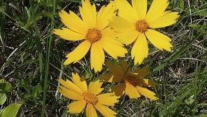 LANCEOLATA: Coreopsis lanceolata is the state wildflower of Mississippi, and it grows frequently along the state’s roadsides and in prairie areas.  Photo by MSU Extension Service/ Gary Bachman