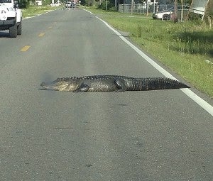 SUNBATHING: This large alligator was lying in a lane of traffic on Palestine Road on Tuesday. The animal was later captured by trappers with Mississippi Department of Wildlife Fisheries and Parks. Photo submitted