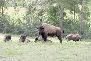 BISON FARM: About 40 bison are being raised at a farm just outside of Poplarville. The farm intends to increase the number of bison at the farm in the near future. Photo by Jodi Marze