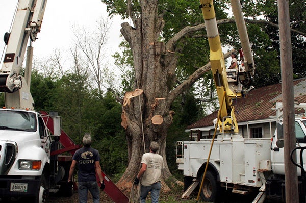 Centennial tree cut down - Picayune Item | Picayune Item