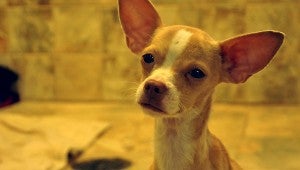 Jesse Wright | Picayune Item yo quiero amor: Noelle the Chihuahua was found Wednesday morning in a PRCSPCA’s can trailer.