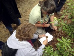 Botanists will lead nature walks this weekend at Crosby Arboretum