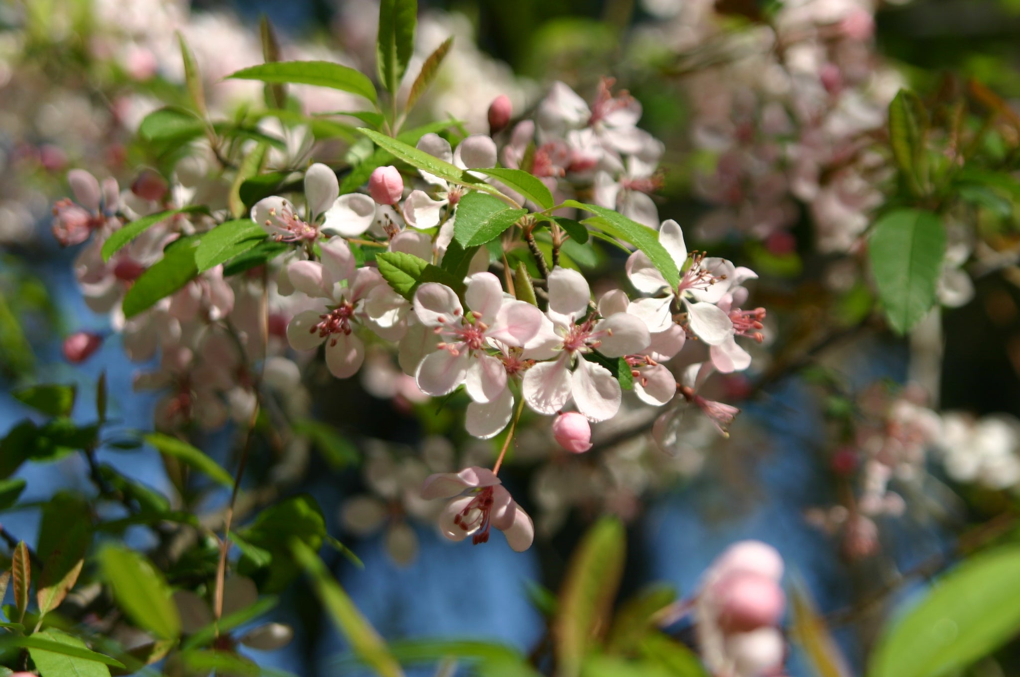 Mississippi native plants for winter wildlife - Picayune Item