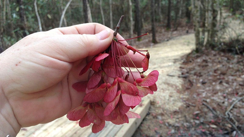 red maple tree seeds