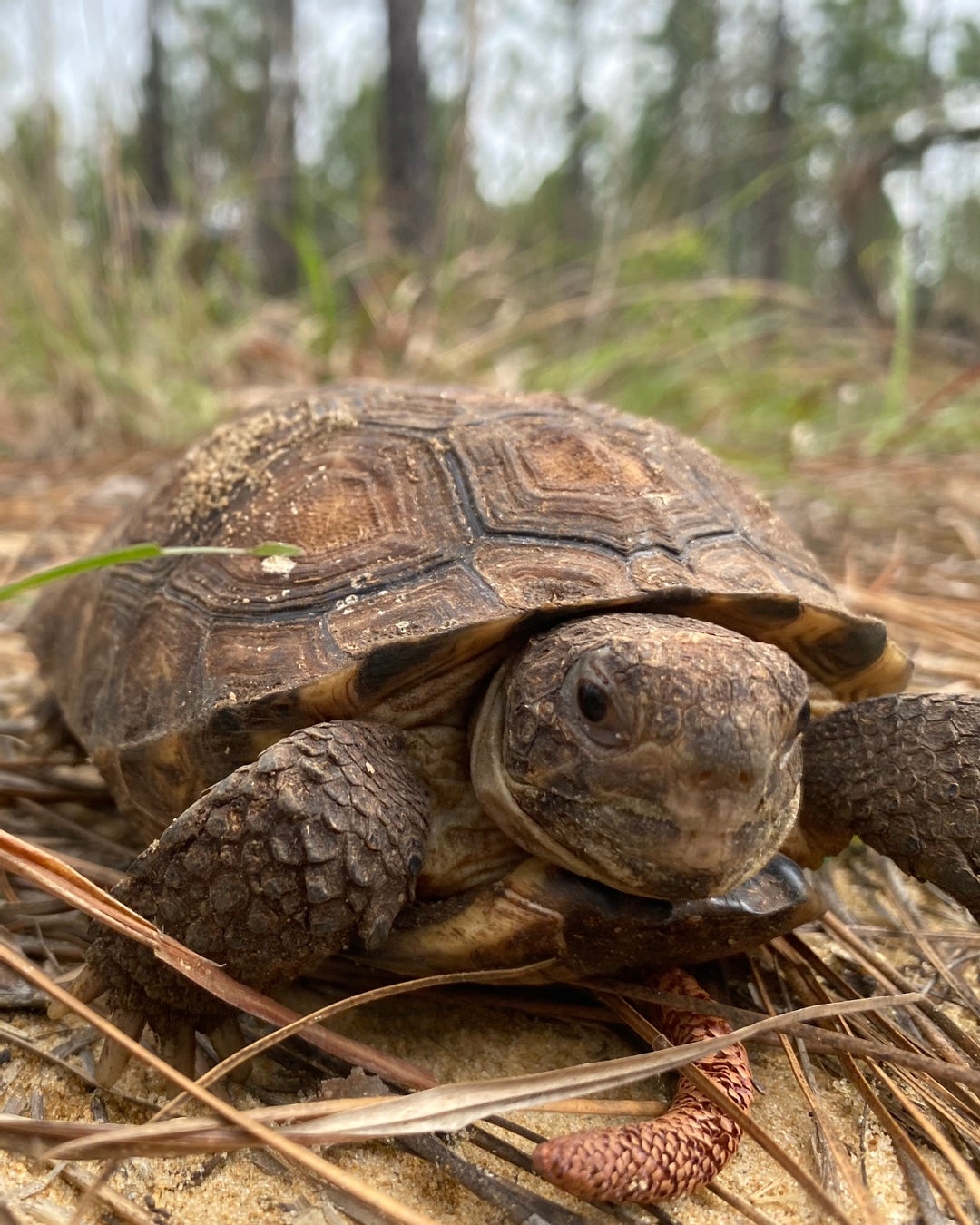 The Nature Conservancy in Mississippi releases thirty-eight 2.5-year ...