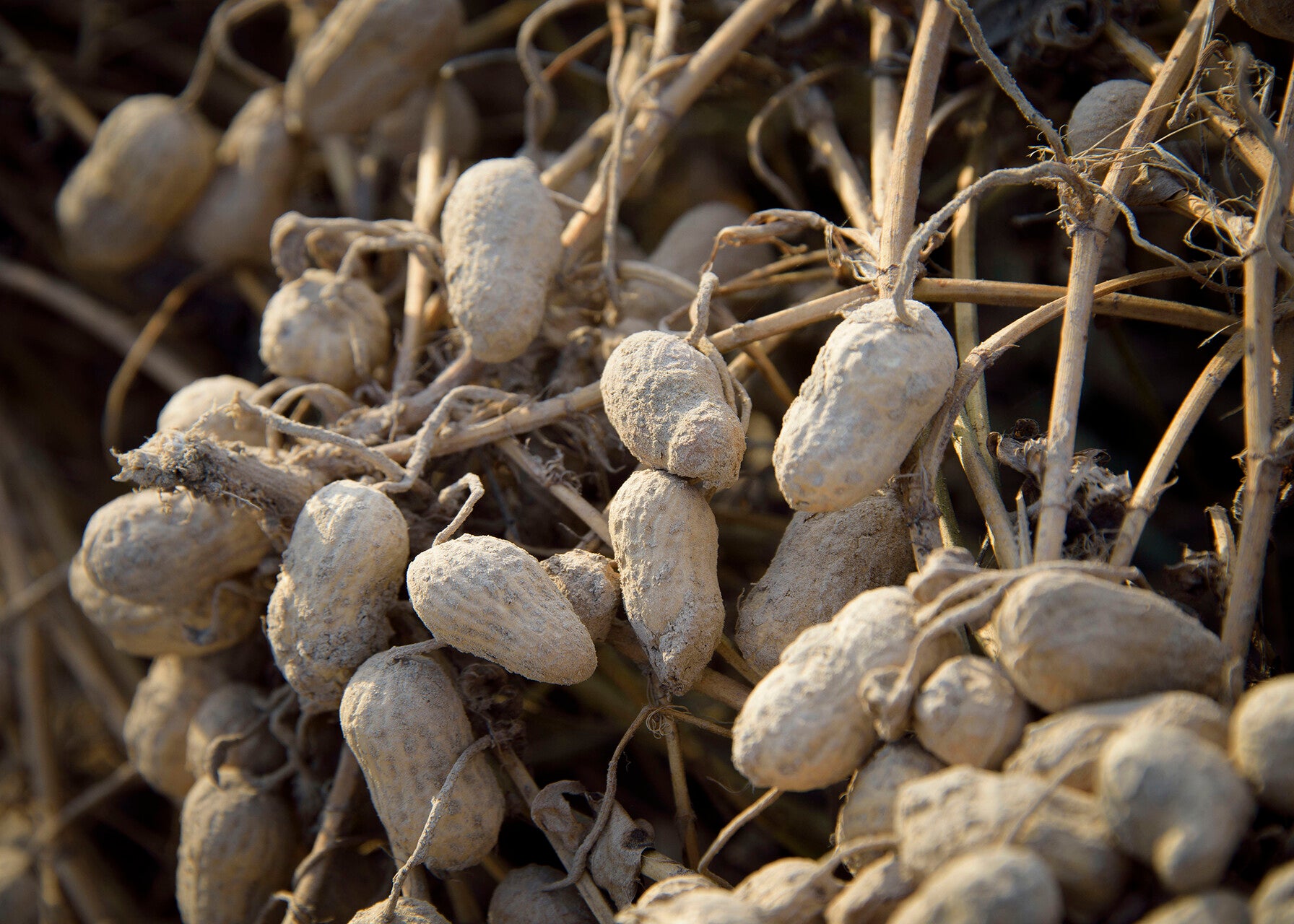 Mississippi peanut crop harvest begins, looks good - Picayune Item ...