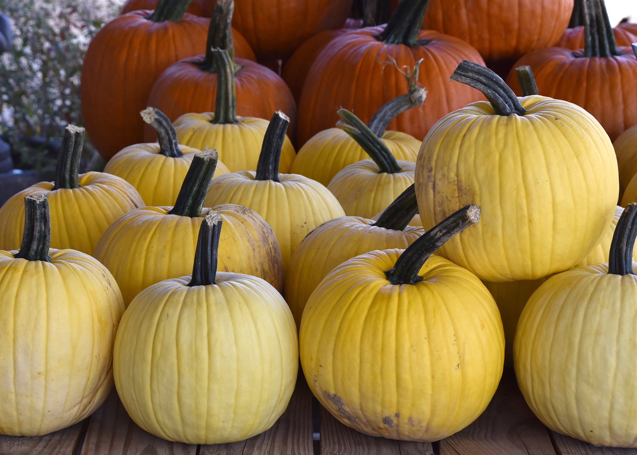 interesting-facts-about-fall-standard-pumpkins-picayune-item