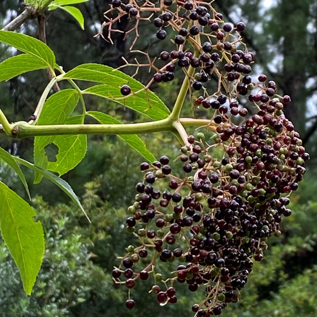 Arboretum Paths: Mississippi native plants – what’s in it for me?